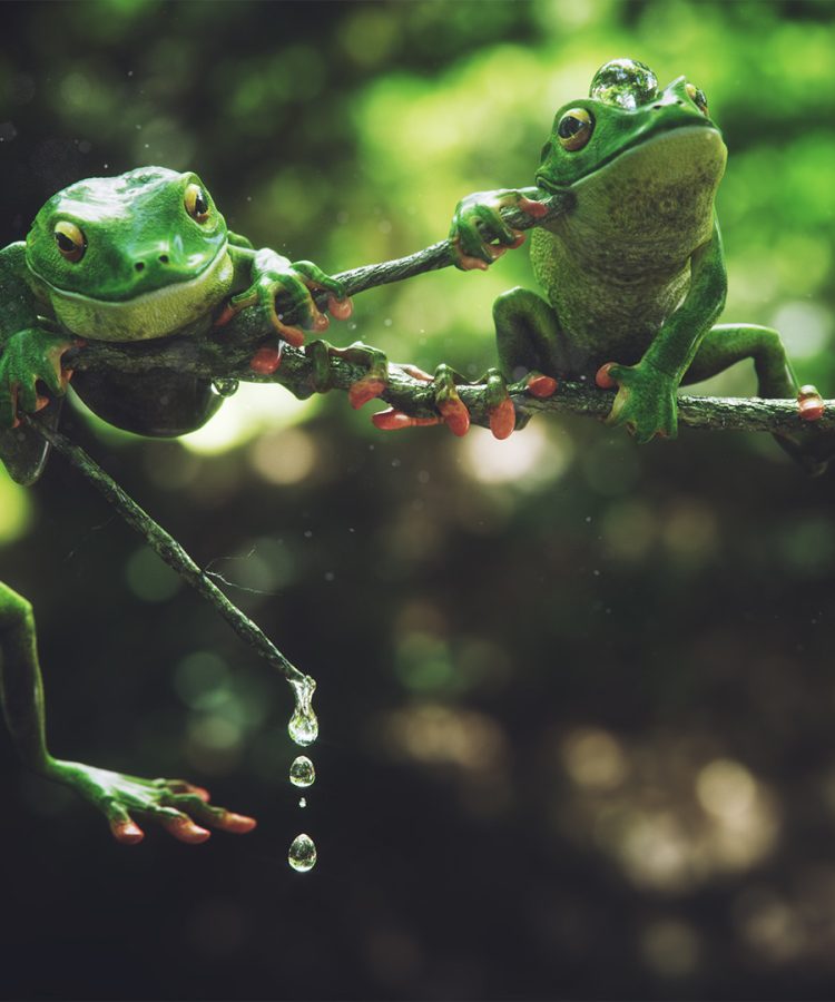 sedat-aciklar-frogfinal